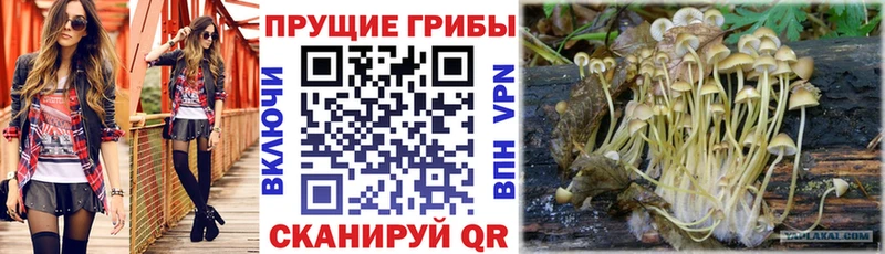ОМГ ОМГ ССЫЛКА  Александровское  Галлюциногенные грибы ЛСД  цены  